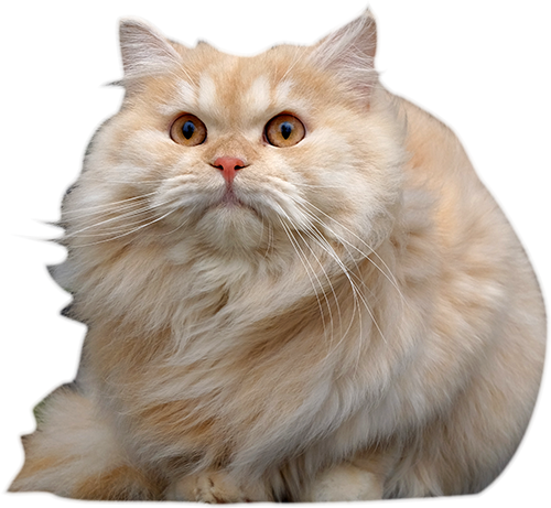 Meepo Furball